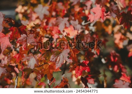 blurred picture of Autumn Leaves Background, mount wilson nsw Australia
