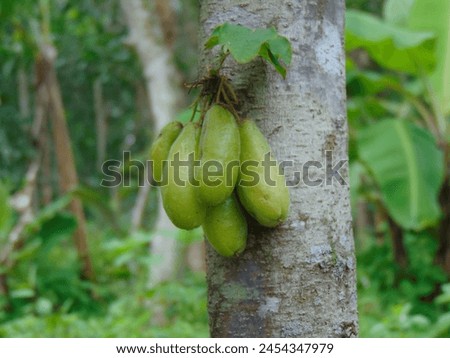 Belimbing Wuluh in English is commonly known as bilimbi, cucumber tree, or tree sorrel. It has a sour taste. Royalty-Free Stock Photo #2454347979