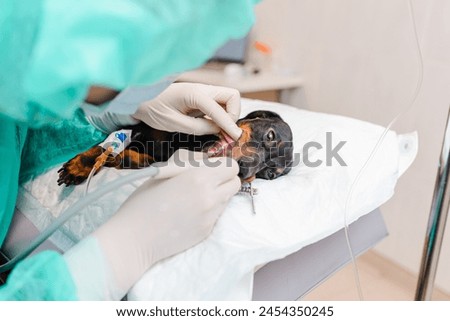 A veterinarian is cleaning the teeth of a dog breed dachshund at a veterinary clinic. Royalty-Free Stock Photo #2454350245