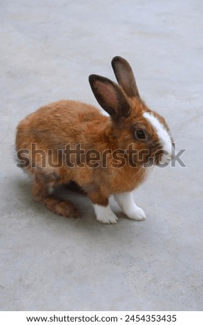 Rabbits are cute animals, come in a variety of colors, have soft, fluffy fur, and are good at eating. They are small mammals with long ears and sensitive senses. jump fast