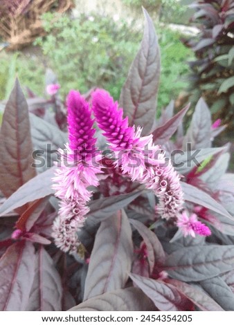 Celosia is not only beautiful, but also has symbolic meaning.