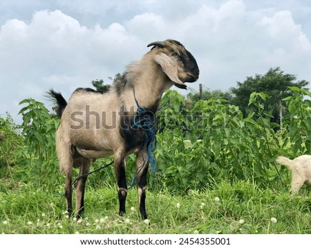 portrait of a goat eating wild grass on the side of the road