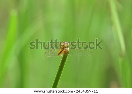 An orange dragonfly with a beautiful pattern is perched on the edge of the grass.
