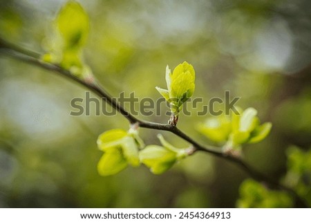 In spring, new green leaves of trees. Soft selective focus. Artificially created grain for the picture