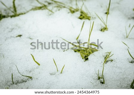 Green grass leaf shoots with white snow in spring. Soft, selective focus. Artificially created grain for the picture