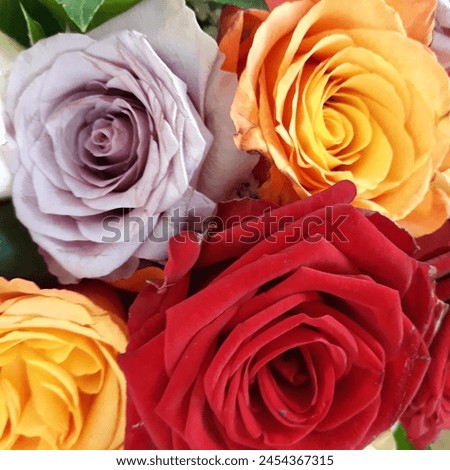 Roses, red, pink, yellow, bunch of flowers, summer, roses, four, 