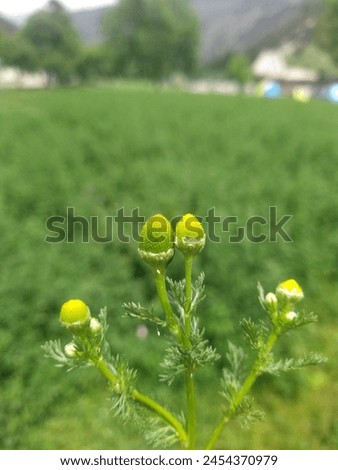 Matricaria discoidea

Also known as pineappleweed, wild chamomile, disc mayweed, and rayless mayweed; peek out from a field of green grass. Royalty-Free Stock Photo #2454370979