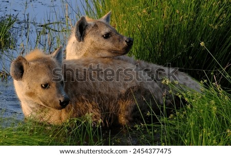 Two Spotted Hyenas Cooling in the Water (Crocuta Crocuta)