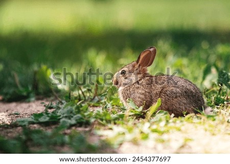 Small bunny sitting in the green grass.