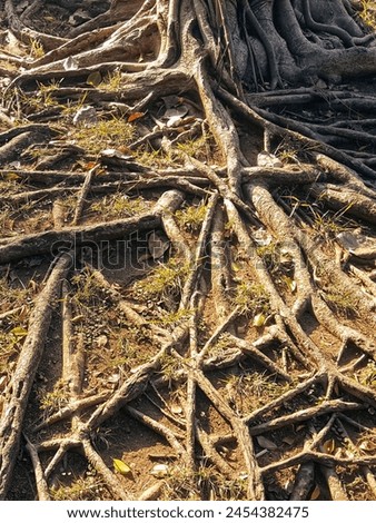 a photography of a tree with many roots on the ground.