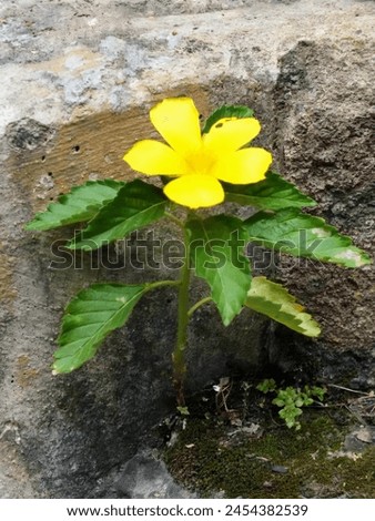 a photography of a yellow flower growing out of a crack in a rock wall. Royalty-Free Stock Photo #2454382539