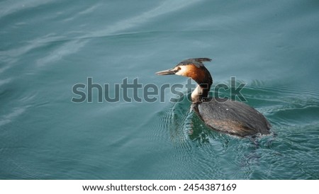 Great Crested Grebe (Podiceps cristatus): Capture the beauty and elegance of an extraordinary aquatic bird, in its aquatic habitat. Looking for prey. Spring season Royalty-Free Stock Photo #2454387169