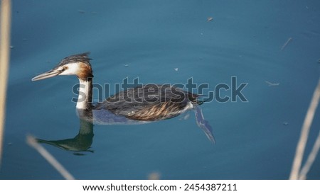 Great Crested Grebe (Podiceps cristatus): Capture the beauty and elegance of an extraordinary aquatic bird, in its aquatic habitat. Looking for prey. Spring season Royalty-Free Stock Photo #2454387211