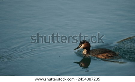 Great Crested Grebe (Podiceps cristatus): Capture the beauty and elegance of an extraordinary aquatic bird, in its aquatic habitat. Looking for prey. Spring season