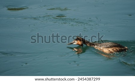 Great Crested Grebe (Podiceps cristatus): Capture the beauty and elegance of an extraordinary aquatic bird, in its aquatic habitat. Looking for prey. Spring season Royalty-Free Stock Photo #2454387299
