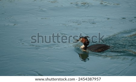 Great Crested Grebe (Podiceps cristatus): Capture the beauty and elegance of an extraordinary aquatic bird, in its aquatic habitat. Looking for prey. Spring season Royalty-Free Stock Photo #2454387957