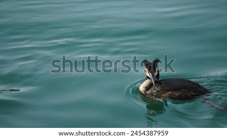 Great Crested Grebe (Podiceps cristatus): Capture the beauty and elegance of an extraordinary aquatic bird, in its aquatic habitat. Looking for prey. Spring season Royalty-Free Stock Photo #2454387959
