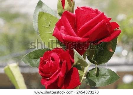 Red rose on a white background