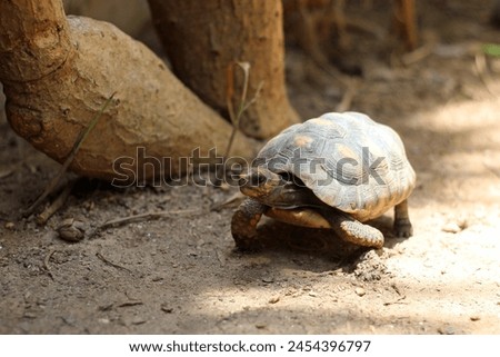 Cute small baby Red-foot Tortoise in the nature,The red-footed tortoise (Chelonoidis carbonarius) is a species of tortoise from northern South America Royalty-Free Stock Photo #2454396797