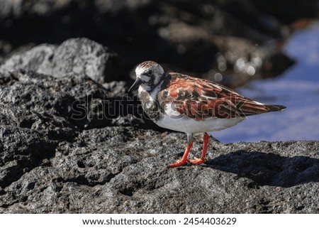 ruddy turnstone (Arenaria interpres) in breeding plumage, on volcanic rocks, on the coast, Tenerife, Canary islands Royalty-Free Stock Photo #2454403629
