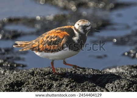 ruddy turnstone, (Arenaria interpres) in breeding plumage, walking on  volcanic rocks, on the coast, Tenerife, Canary islands Royalty-Free Stock Photo #2454404129