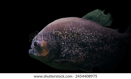 Black oscar fish side face in the dark of night. Black background.