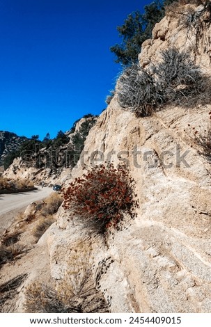 Conifers and other drought-resistant plants grow on the clay and stone rocks of the mountain at the pass in the Sierra Nevada Mountains, California, USA Royalty-Free Stock Photo #2454409015