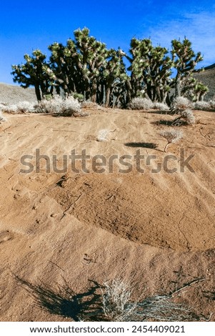 Conifers and other drought-resistant plants grow on the clay and stone rocks of the mountain at the pass in the Sierra Nevada Mountains, California, USA Royalty-Free Stock Photo #2454409021