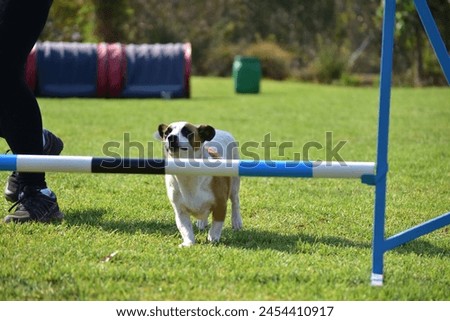 Agility Dogs And Flyball Dogs Fun Day