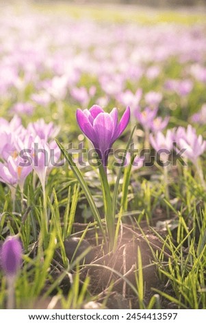 Voilet flower picture with grass  