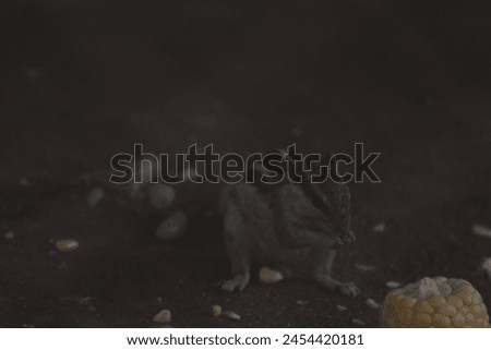 Squirrel eating food photography in the forest 