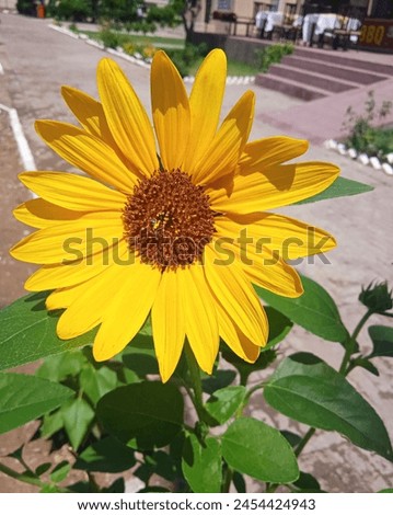 Beautiful yellow flower picture captured in sunlight 
