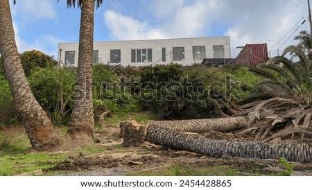 Palm Trees are dying and being cut down in Southern California from an infestation of the South American Palm Weevil which came in from Mexico a few years ago. 