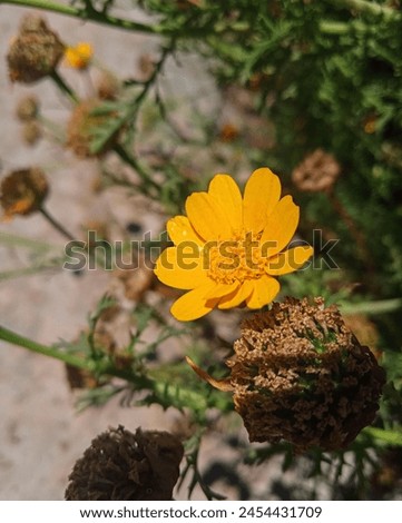 Yellow flower picture captured in garden 