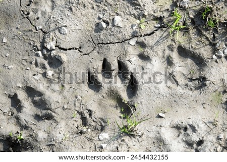 Animal tracks in the mud. Forest, nature, tracking Royalty-Free Stock Photo #2454432155
