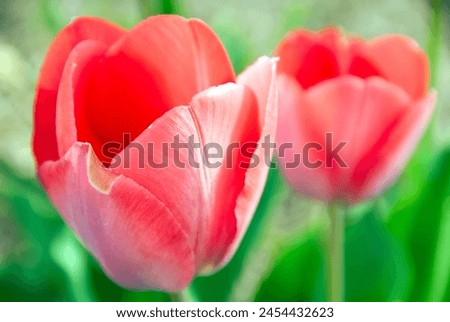 a close-up picture of tulips showing beautiful colors in spring