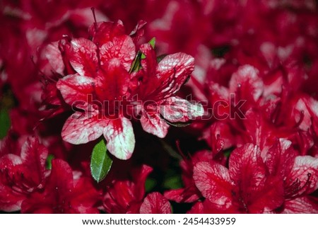 a close-up picture of a flower showing a beautiful red color for spring