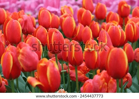 Close up of orange tulips tinged with golden yellow Royalty-Free Stock Photo #2454437773