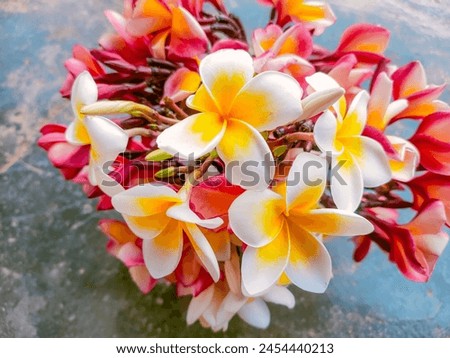 The picture of plumerias or frangipani 