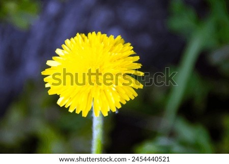 a close-up picture of a dandelion flower showing a beautiful yellow light