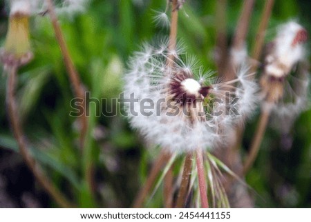 a close-up picture of the seeds of dandelion flowers partially blown away by the wind