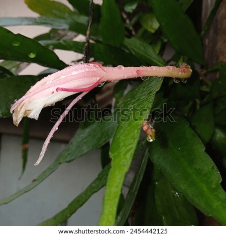 A type of Wijaya Kusuma flower plant planted in a hanging pot