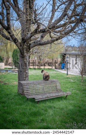 View of a brown Siamese cat sitting on a bench, under a leafless walnut tree in a green garden in the Normandy countryside