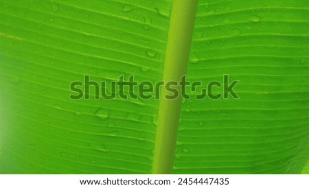 A picture of green banana leaf with water drop after rain 
