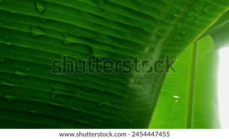 A picture of green banana leaf with water drop after rain 