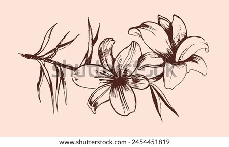 Vanilla flower and pod. An isolated spice. Vanilla Flavoring Royalty-Free Stock Photo #2454451819