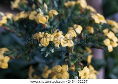 Yellow flowers of the cocor bebek plant (Kalanchoe blossfeldiana), with natural blur background, stock photo.
