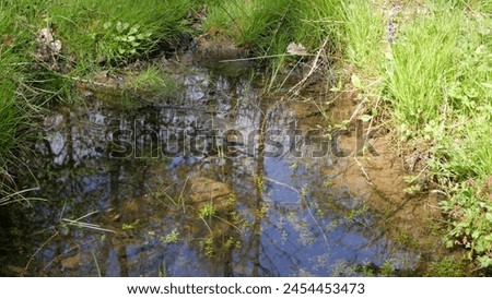 The image depicts a small pond surrounded by plants and grass. It showcases a natural landscape with water and vegetation, possibly in a freshwater marsh or wetland setting. Royalty-Free Stock Photo #2454453473