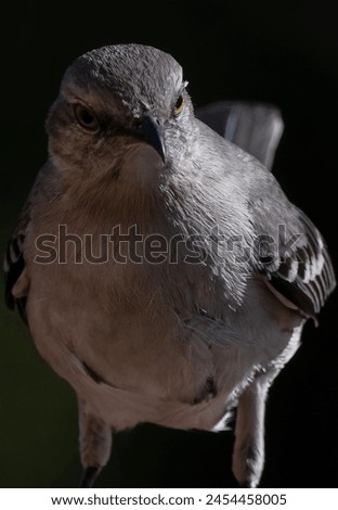 A Northern Mockingbird on a high perch                               