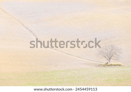 Lonely tree in the hills of Val d'Orcia, UNESCO World Heritage Site, Siena province, Tuscany, Italy, Europe
